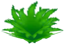 XYORAS Grass.png