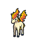 Ponyta