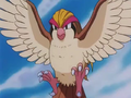 Falkner Pidgeot.png