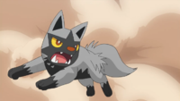 Team Flare's Poochyena