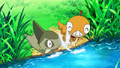 KyoudaiShipping: Axew and Scraggy splashing each other with water