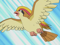 Officer Jenny's Pidgeot