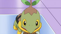 Professor Rowan's Turtwig