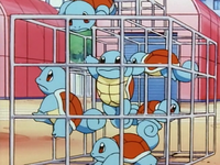 Team Squirtle