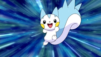 Dawn's Pachirisu