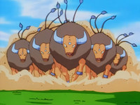 Ash's Tauros