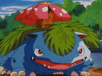 Battle Park's Venusaur