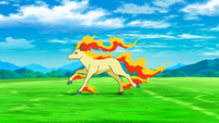 Rapidash anime.png