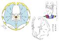 Concept artwork of Lunala's Full Moon phase for Sun and Moon