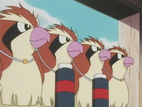 Pidgey (multiple)