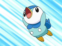 Dawn's Piplup