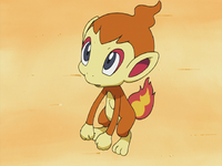 Ash's Chimchar