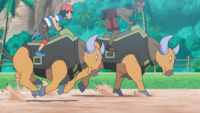 A Poké Ride Tauros