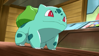 Shauna's Ivysaur