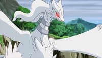 Ghetsis's Reshiram