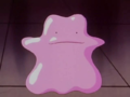 Untransformed Ditto