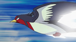 Ash Swellow Quick Attack.png