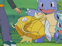 Jimmy's Magikarp File:ShinyBWStar.png