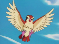 Casey's Pidgey