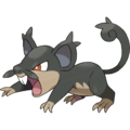 Alolan Rattata