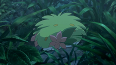 http://archives.bulbagarden.net/media/upload/thumb/c/c5/Shaymin_curled_up.png/230px-Shaymin_curled_up.png