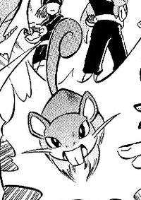 Team Rocket's Rattata