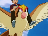 Rudy's Pidgeot