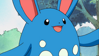 Azumarill