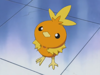 Nurse Joy's Torchic