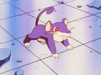 A Trainer's Rattata