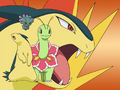 Typhlosion, Little Miss, and Meganium
