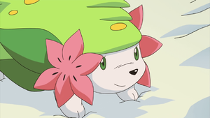 Shaymin M11 Land Forme.png