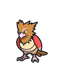 Spearow