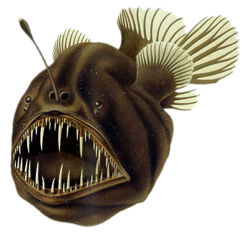 File:Humpback anglerfish.png
