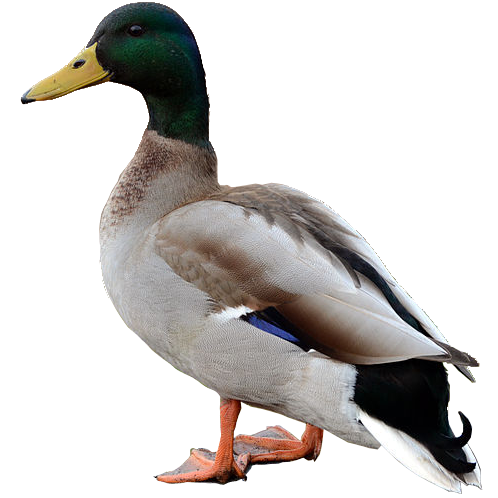 File:Duck.png