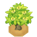 AguavTreeBloomVI XY.png