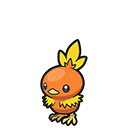 Torchic