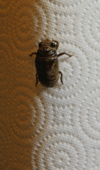 Cicada.png