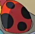 Ledyba Egg.png