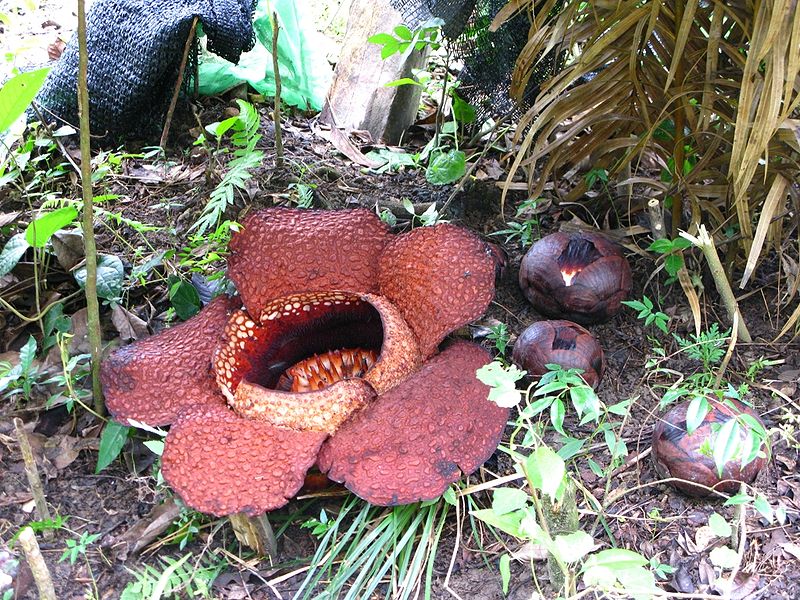 File:Rafflesia.jpg