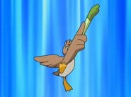 Holly's Farfetch'd, Pokémon Wiki