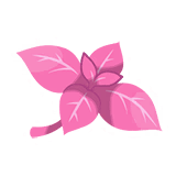 Gentle Mint