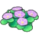 Seashore flowers
