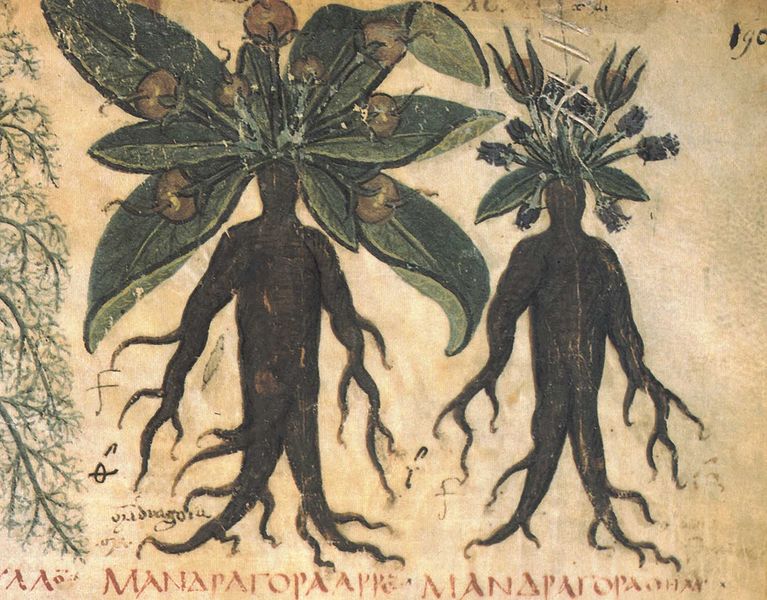 File:Mandrake.jpg