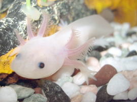 File:Axolotl.jpg