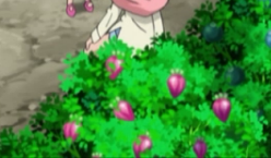 Persim Berry anime.png