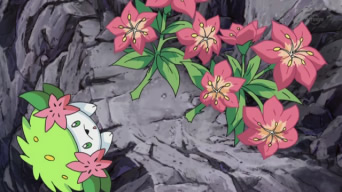 File:Shaymin Gracideas anime.png