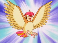 Ash Pidgeotto.png