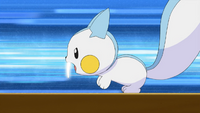 Dawn's Pachirisu - Bulbapedia, the community-driven Pokémon