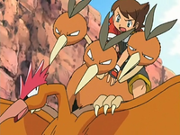 Kellyn's Dodrio